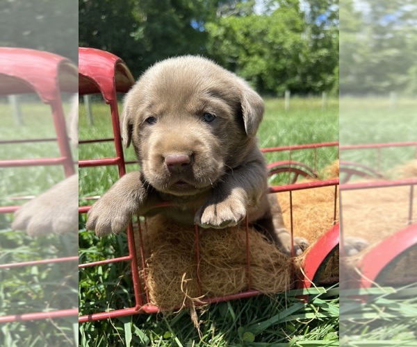 Medium Photo #1 Labrador Retriever Puppy For Sale in NEOLA, WV, USA