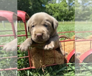 Labrador Retriever Puppy for sale in NEOLA, WV, USA