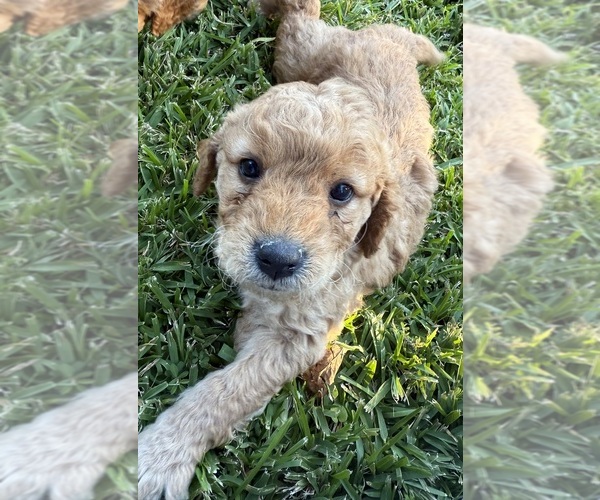 Medium Photo #1 Goldendoodle (Miniature) Puppy For Sale in ATLANTA, GA, USA
