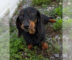 Small #2 Dachshund