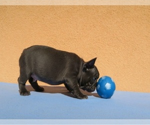 French Bulldog Puppy for sale in CHANDLER, AZ, USA