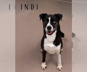 Indi - Female Siberian Husky-Unknown Mix Dog for Adoption - Photo #2