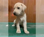 Small Photo #1 Labrador Retriever Puppy For Sale in WOODBRIDGE, CT, USA