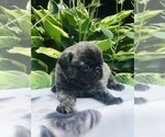 Small Photo #6 Pug Puppy For Sale in CANTON, CT, USA