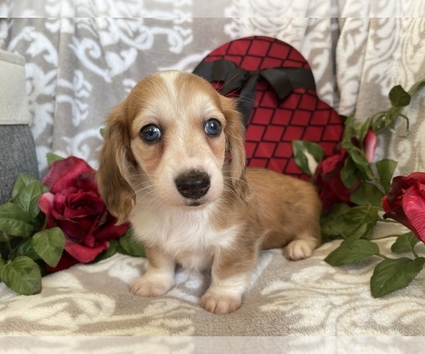 Medium Photo #4 Dachshund Puppy For Sale in SHILOH, OH, USA