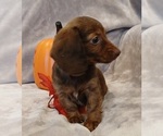 Small #3 Dachshund