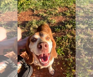 Beagle Dogs for adoption in Rustburg, VA, USA