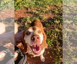 Plum: At shelter - Female Beagle Dog for Adoption - Small photo