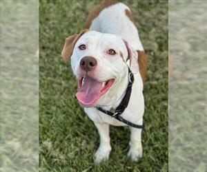 American Pit Bull Terrier-Unknown Mix Dogs for adoption in Conroe, TX, USA
