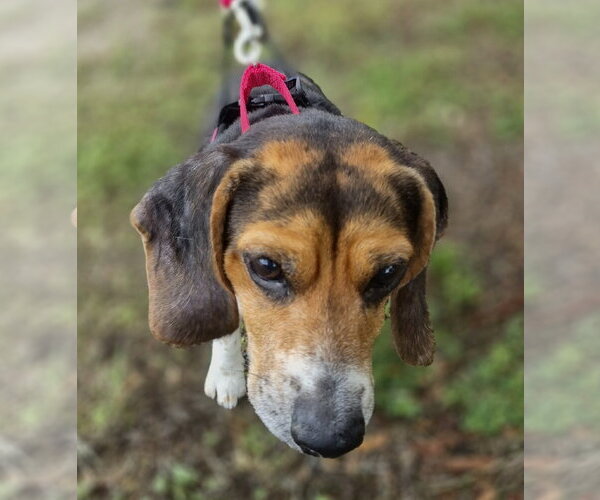 Medium Photo #8 Beagle Puppy For Sale in Dunnellon, FL, USA