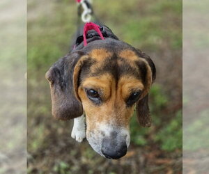 Lucy-loo - Female Beagle Dog for Adoption - Photo #8