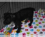 Small #2 Schnoodle (Miniature)