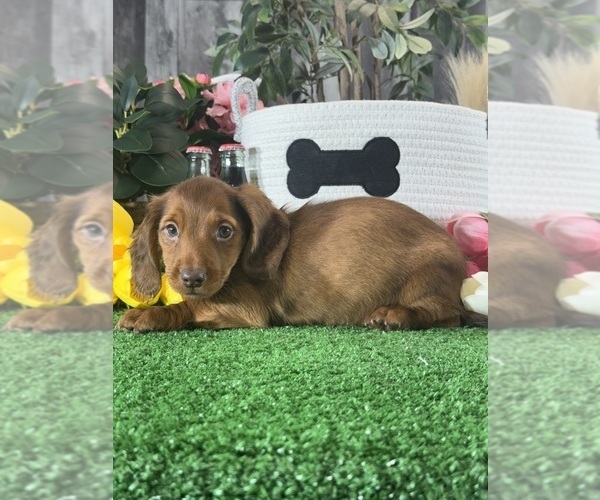 Medium Photo #3 Dachshund Puppy For Sale in CANOGA, NY, USA