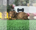 Small #2 Dachshund