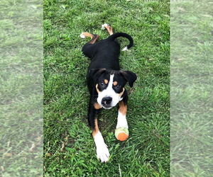 Mutt Dogs for adoption in Hillsboro, MO, USA