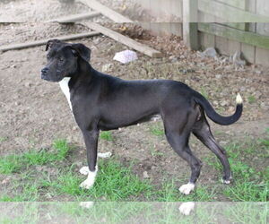 Nancy - Female Labrador Retriever-Staffordshire Bull Terrier Mix Dog for Adoption - Photo #5
