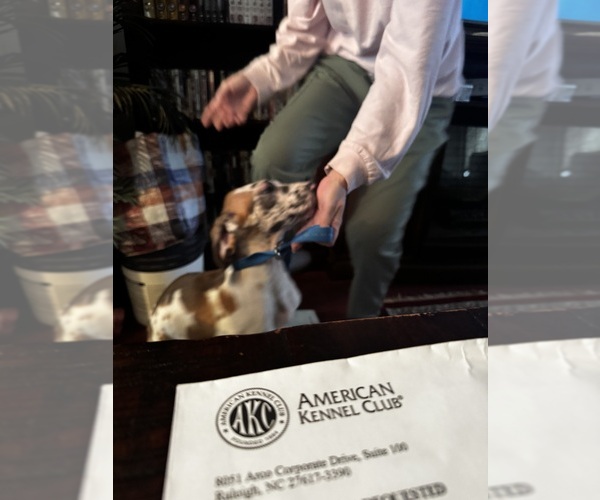 Medium Photo #8 Great Dane Puppy For Sale in ALIQUIPPA, PA, USA