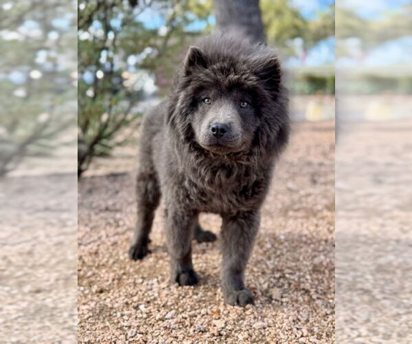 Medium Photo #7 Chow Chow Puppy For Sale in PIPE CREEK, TX, USA