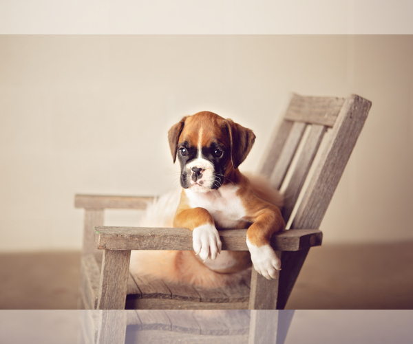 Medium Photo #1 Boxer Puppy For Sale in NARVON, PA, USA