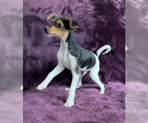 Fox Terrier (Toy) Puppy for sale in OAK RIDGE, NC, USA