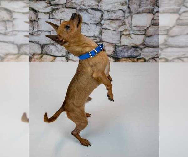 Medium Photo #4 Chihuahua Puppy For Sale in Kennesaw, GA, USA