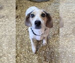 Small Photo #5 Bagle Hound Puppy For Sale in Magnolia Springs, AL, USA