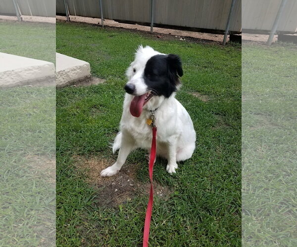 Medium Photo #40 Aussie Pyrenees Puppy For Sale in Houston, TX, USA