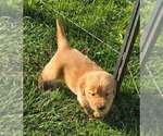 Image preview for Ad Listing. Nickname: Dougie