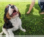 Small Photo #16 Cavalier King Charles Spaniel Puppy For Sale in WOOSTER, OH, USA