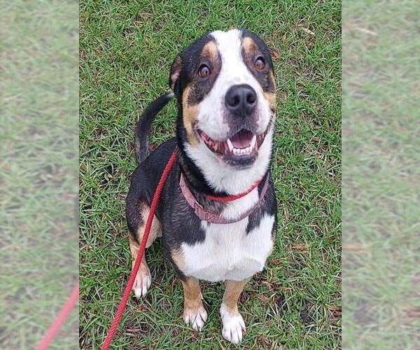 Medium Photo #2 Mutt Puppy For Sale in Fort Lauderdale, FL, USA