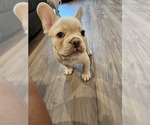 Small #1 French Bulldog