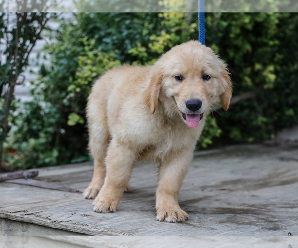 Medium Photo #6 Golden Retriever Puppy For Sale in LIBERTY, KY, USA