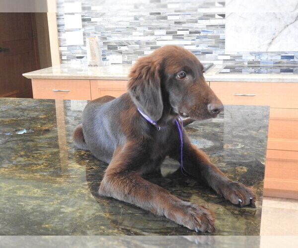 Medium Photo #25 Flat Coated Retriever Puppy For Sale in LAHAINA, HI, USA