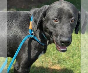 Labrador Retriever-Unknown Mix Dogs for adoption in San Diego, CA, USA