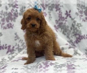 Cavapoo Puppy for sale in LAKELAND, FL, USA