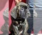 Small Photo #25 Cane Corso Puppy For Sale in COTTAGE GROVE, OR, USA
