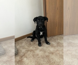 Collie-German Shepherd Dog Mix Puppy for sale in ERIE, PA, USA