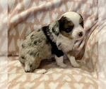 Small Photo #7 Miniature Australian Shepherd Puppy For Sale in LUBBOCK, TX, USA