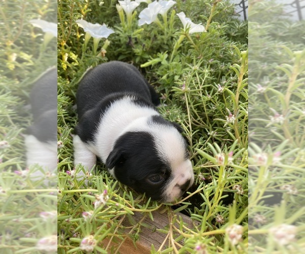 Medium Photo #3 Boston Terrier Puppy For Sale in FREDONIA, KS, USA