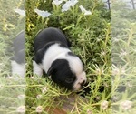 Small #2 Boston Terrier