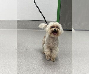 Maltese-Unknown Mix Dogs for adoption in Washington, DC, USA