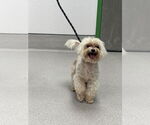 Small Maltese Mix