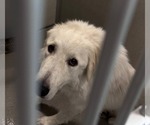 Small #2 Great Pyrenees