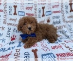 Small #3 Poodle (Miniature)