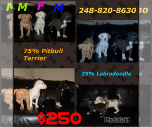 American Pit Bull Terrier-Labradoodle Mix Puppy for sale in DETROIT, MI, USA
