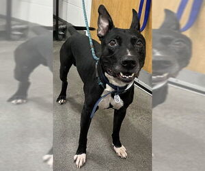 Bull Terrier-Unknown Mix Dogs for adoption in Forestville, MD, USA
