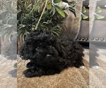 Small Photo #8 Maltese-Poodle (Toy) Mix Puppy For Sale in MONTGOMERY, AL, USA