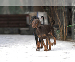 Small Photo #13 Doberman Pinscher Puppy For Sale in Moscow, Moscow, Russia