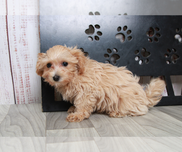 Medium Photo #6 Maltipoo Puppy For Sale in MARIETTA, GA, USA