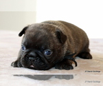 Small #11 French Bulldog